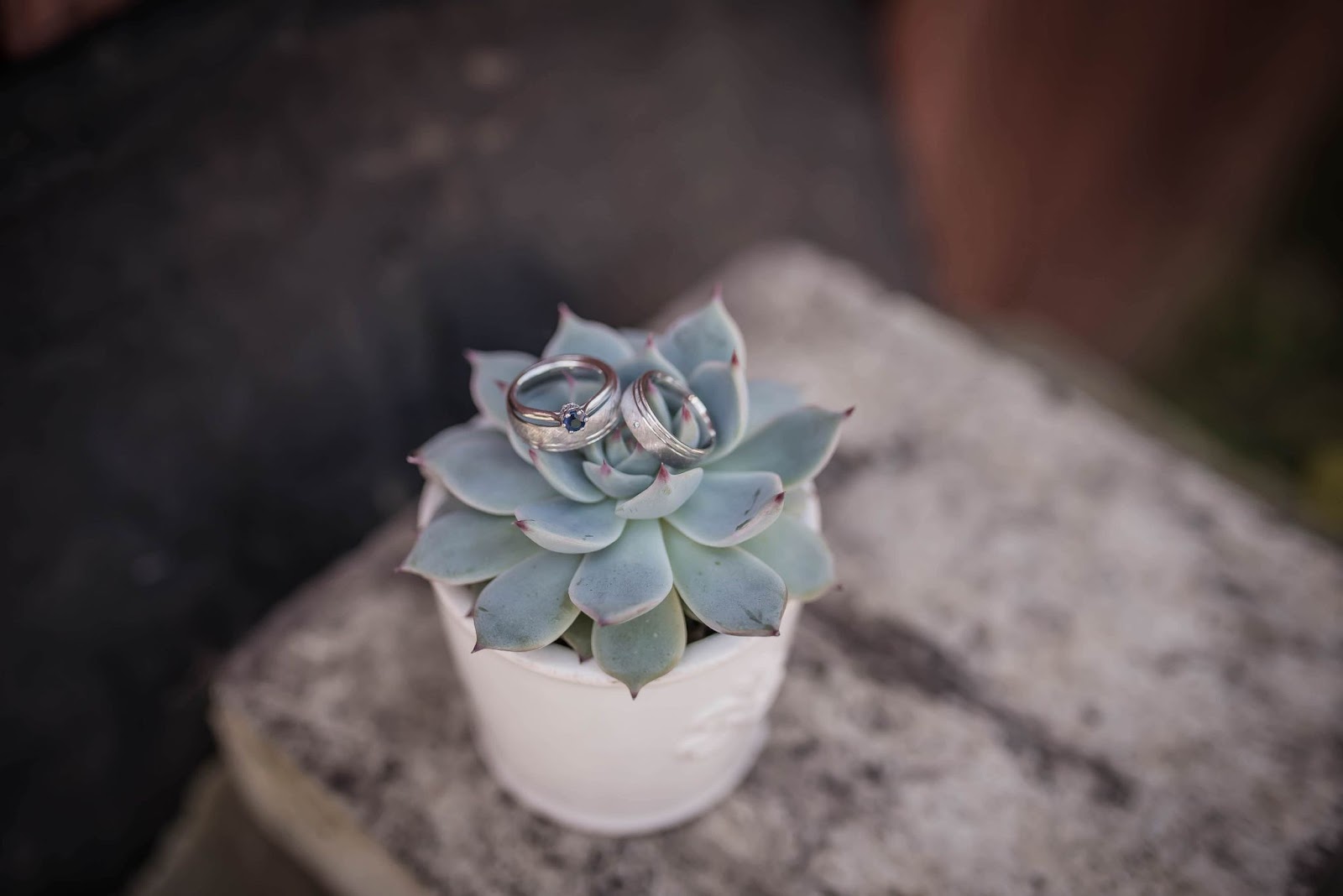 bridal rings on plant